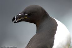 Tordalk (10 von 11).jpg